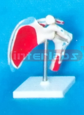 BIG ADULT SHOULDER JOINT WITH MUSCLE & LIGAMENTA PAINTED